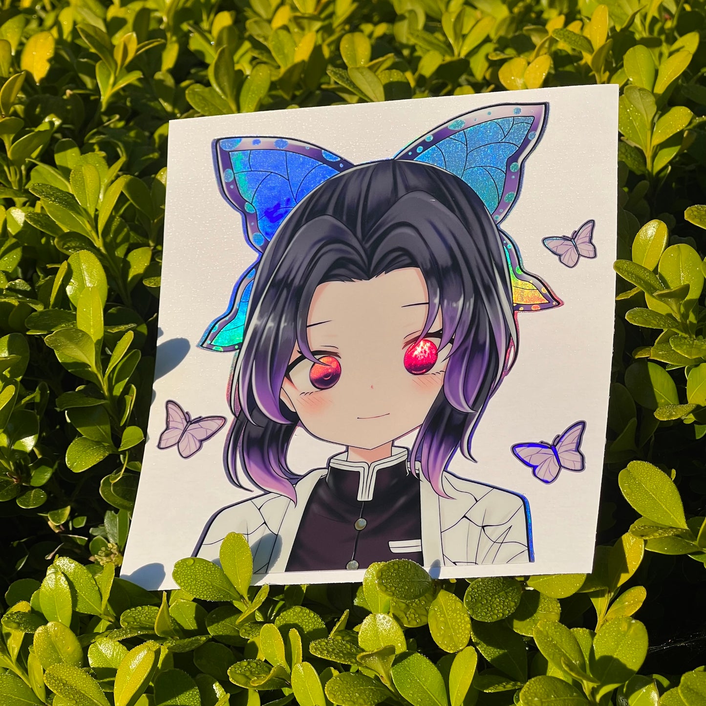 Shy Butterfly